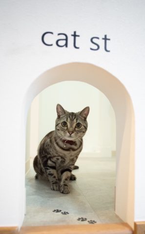 40%賃料値上げ 猫ちゃん部屋